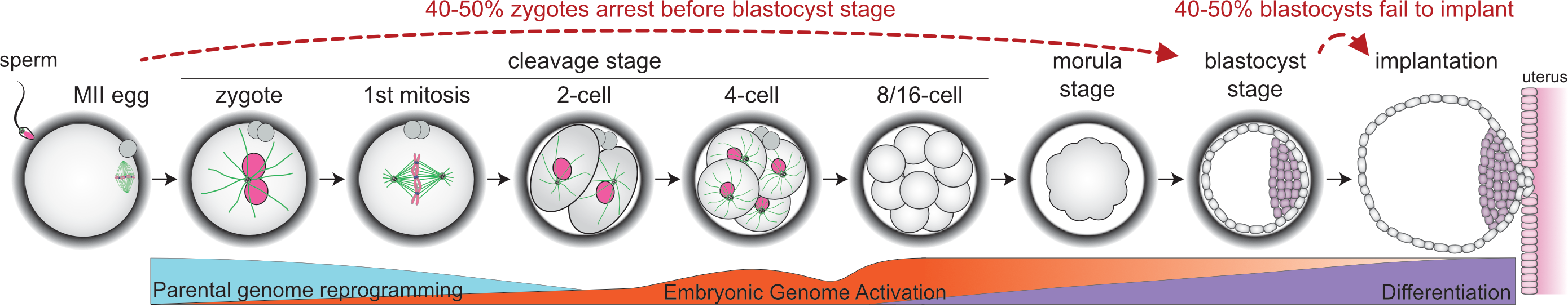 Embryogenesis